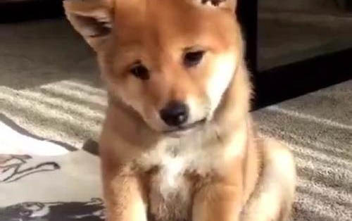 貝衛多和犬心保可以一起用么