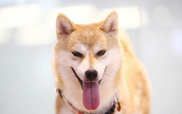 美國純種巨型比特犬和一般比特犬的價格有多大差價