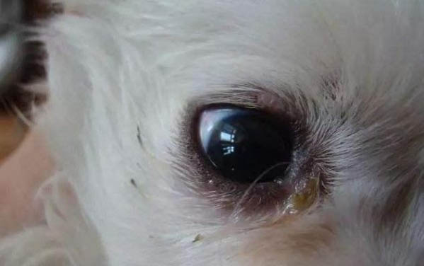 狗狗骨折了不能吃什么