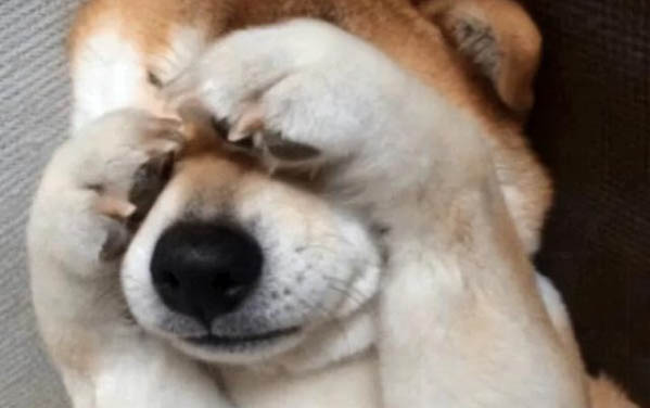 狗狗總是伸懶腰嘔吐發抖