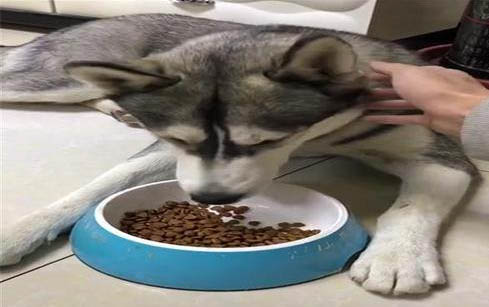 哈士奇不吃東西的原因及處理方法