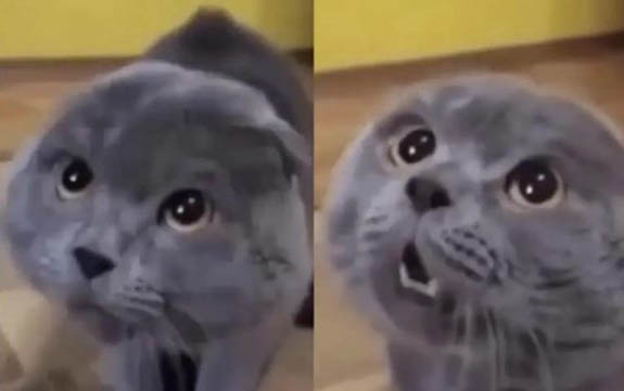 小貓嗆奶有哪些癥狀
