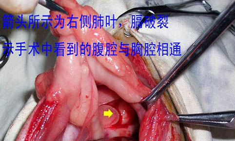 貓咪每天都吐是怎么回事