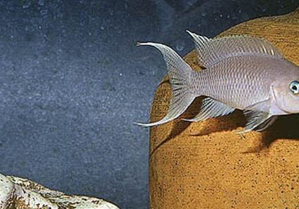觀賞魚拒食的原因及處理方法