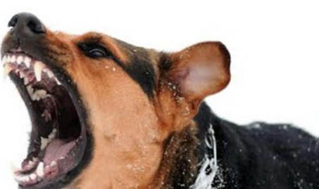 狂犬病貓十天內必死嗎