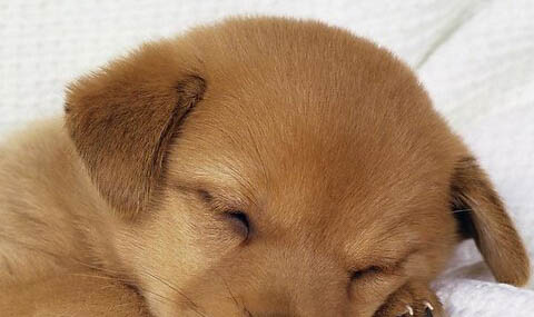 怎樣預防犬瘟熱