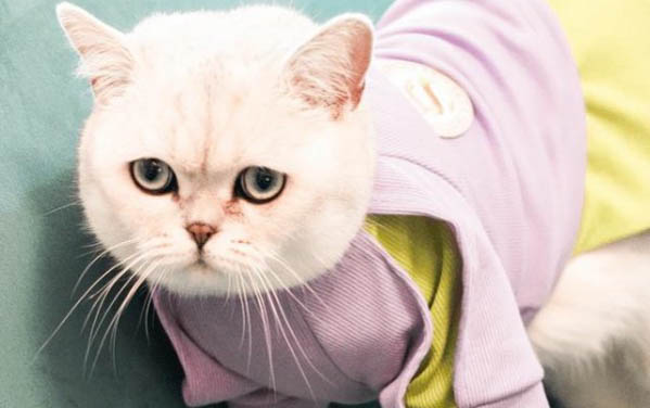 貓咪能吃梨么?