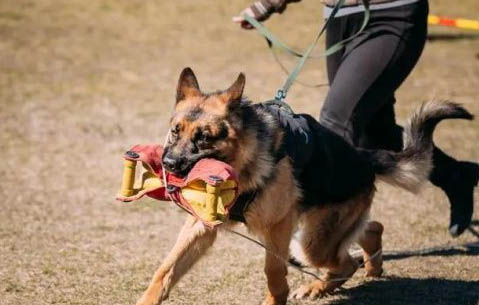 黑貝與德國牧羊犬哪個品種好