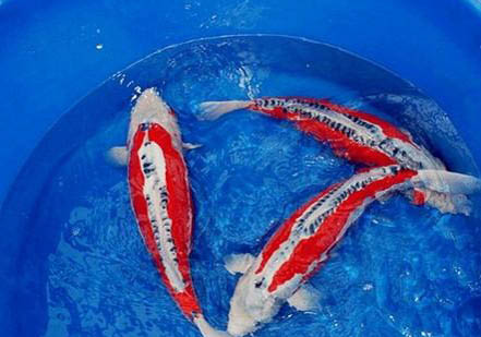 冬天錦鯉魚多久喂一次