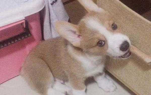 狗狗一直咳嗽吃藥不見好怎么辦