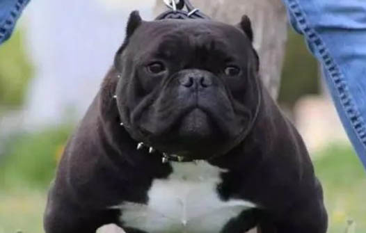 如何挑選惡霸犬幼犬