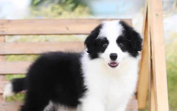邊境牧羊犬產(chǎn)后十天可以洗澡嗎