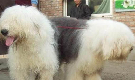 狗狗可以帶上地鐵嗎?