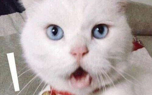和貓咪一起睡注意事項?