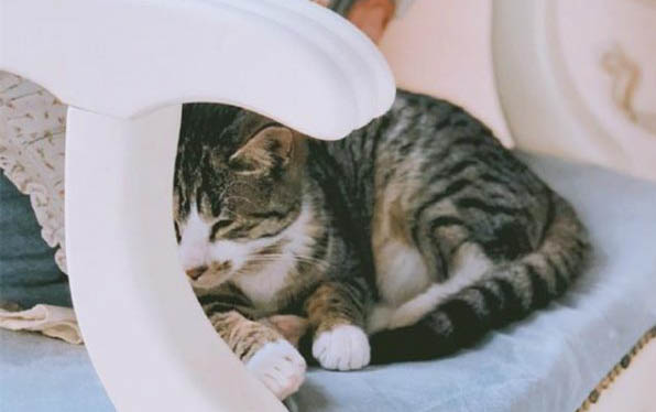 小貓飼養時有哪些注意事項