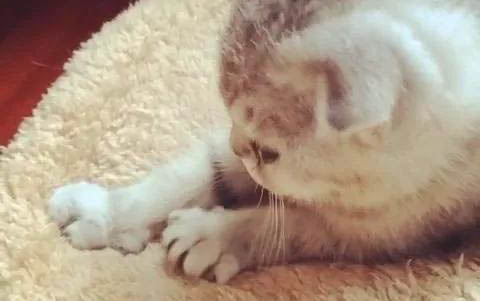 貓咪懷孕有哪些癥狀?