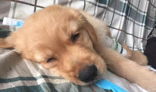犬用益生菌哪個牌子好