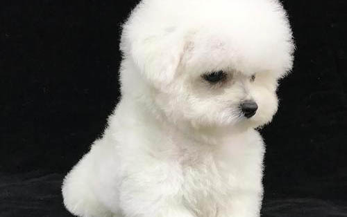幼犬一次喂多少狗糧