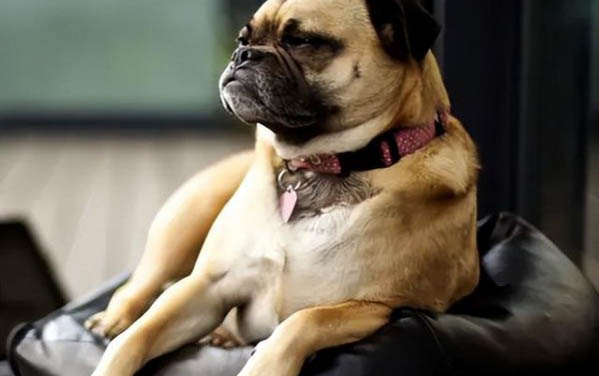 巴哥犬冬天掉毛嚴重怎么辦