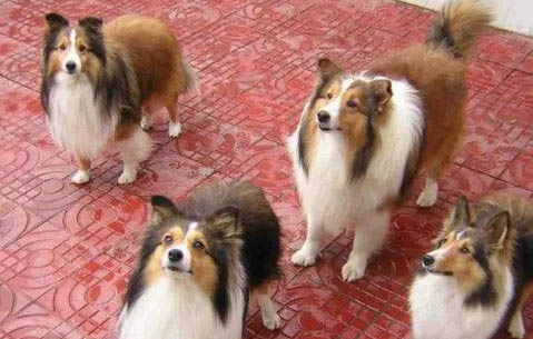 中亞牧羊犬和高加索犬哪個(gè)厲害