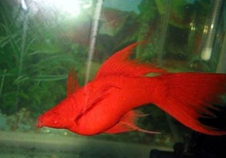 適合裸缸養的魚！