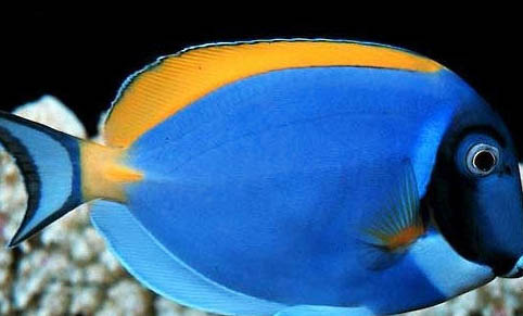海馬科海水魚飼養(yǎng)方法