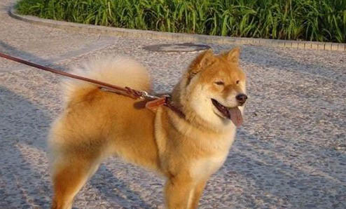 秋田犬和中華田園犬有什么區別