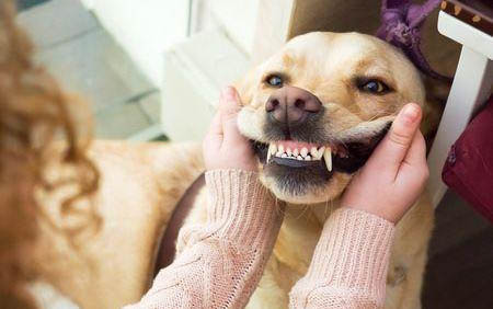 犬窩咳吃什么藥好得快