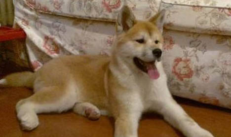美系秋田犬性格和缺點是什么