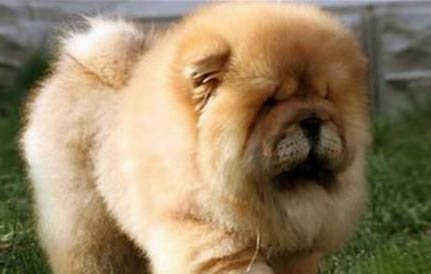 狗狗尿血吃什么藥最好