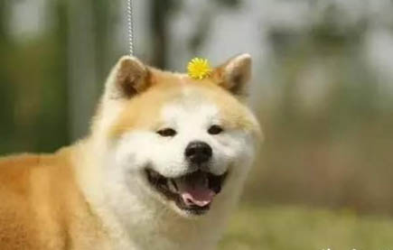 豆柴犬和柴犬哪個貴，二者的區(qū)別有哪些