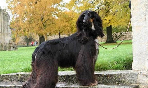 阿富汗獵犬如何訓練