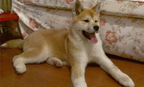秋田犬和柴犬哪個好?