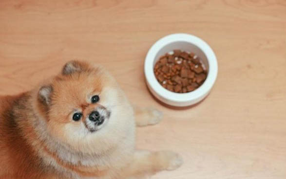 狗狗身上的寄生蟲有哪些