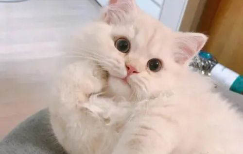 怎么樣才可以讓貓咪長胖一點？