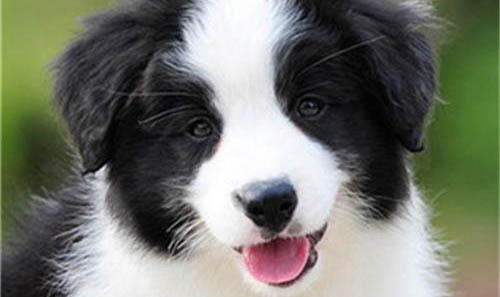 邊境牧羊犬優(yōu)缺點