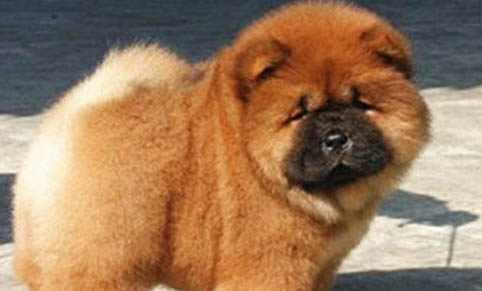 哪里有藏獒幼犬出售