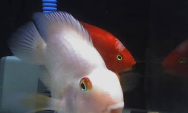 鸚鵡魚死了可以活多久