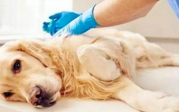 小狗耳朵里面有膿水怎么弄