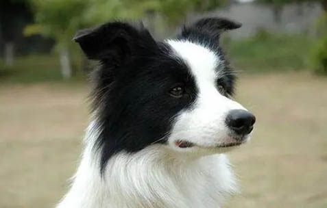 邊境牧羊犬適合家養嗎