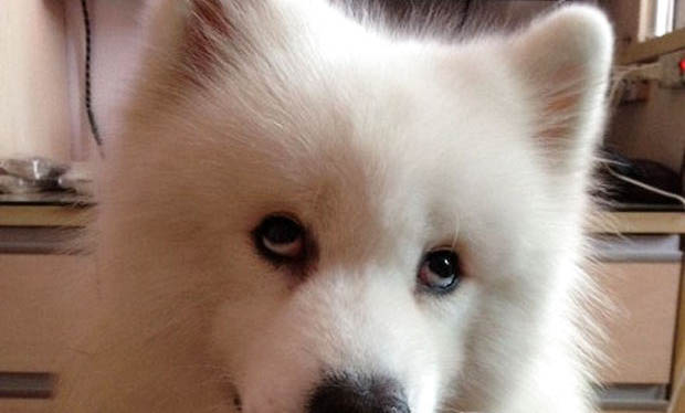 薩摩耶犬的毛發(fā)打結(jié)了要怎樣辦