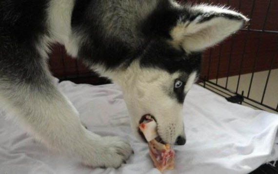 窩不咳犬用藥在哪里買