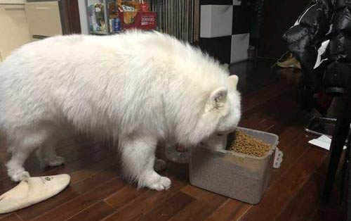 薩摩耶突然不吃飯了