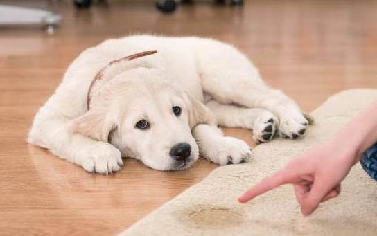 狗能吃芒果嗎為什么