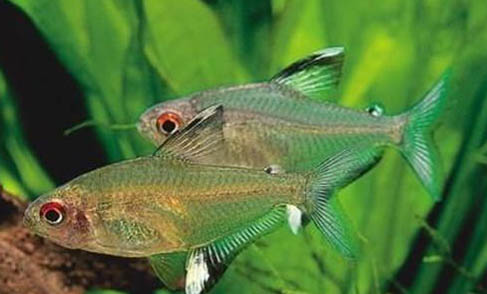 什么龍魚最好養