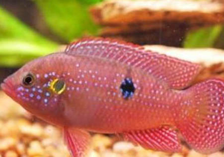 紅寶石魚如何分公母?