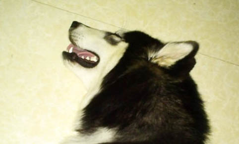 狗懷孕怎么檢測