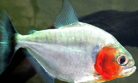 怎樣避免魚缸交叉感染