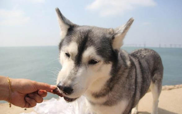 狗狗手術后疼的表現