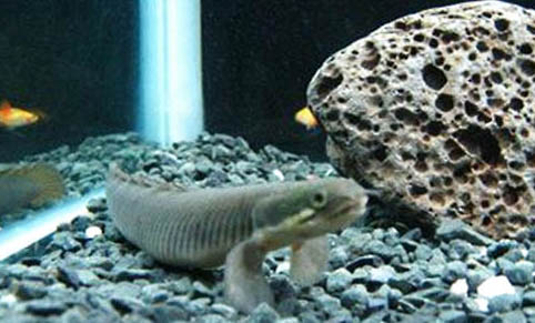 恐龍魚和什么魚可以混養？